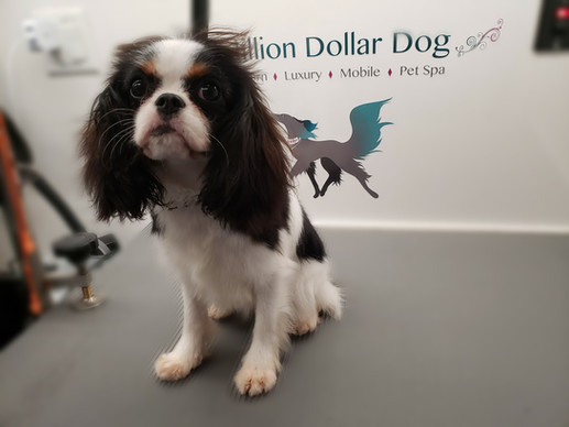 Million Dollar Dog, Inc