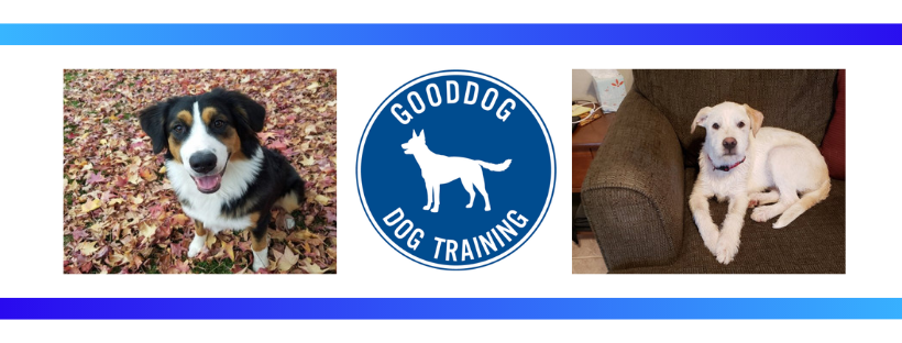 Gooddog Dog Training, LLC