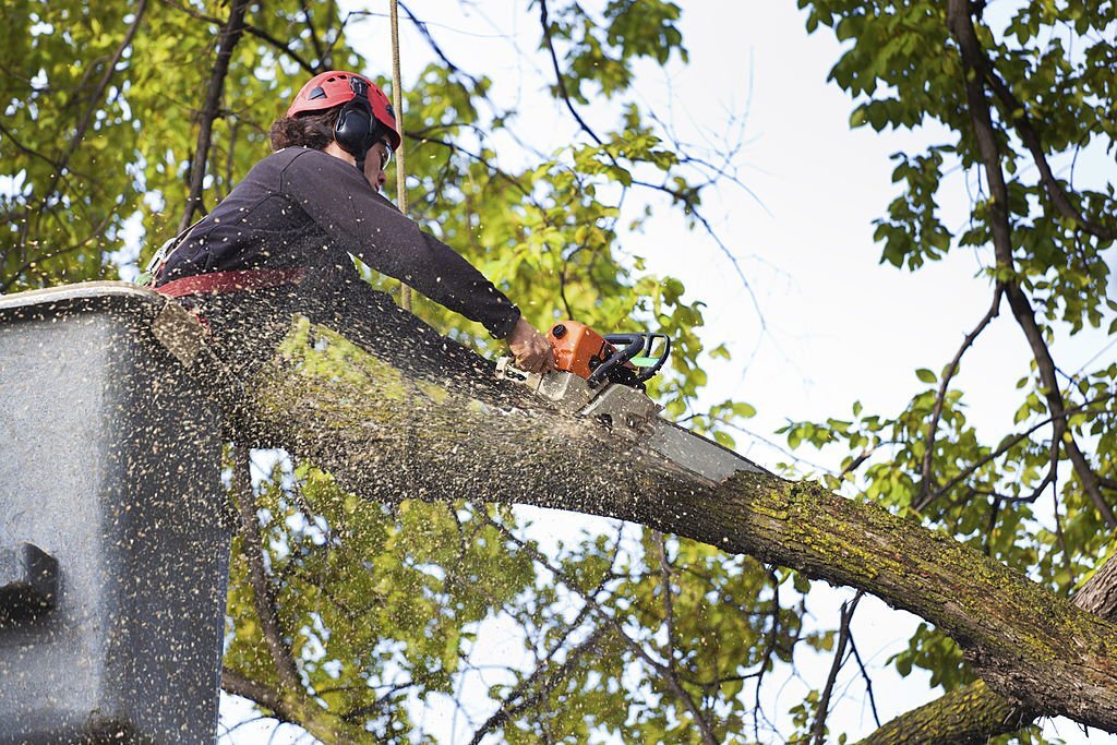 A & J Tree Services